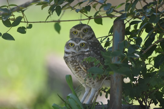 owl perched on tree branch during daytime in Araranguá Brasil