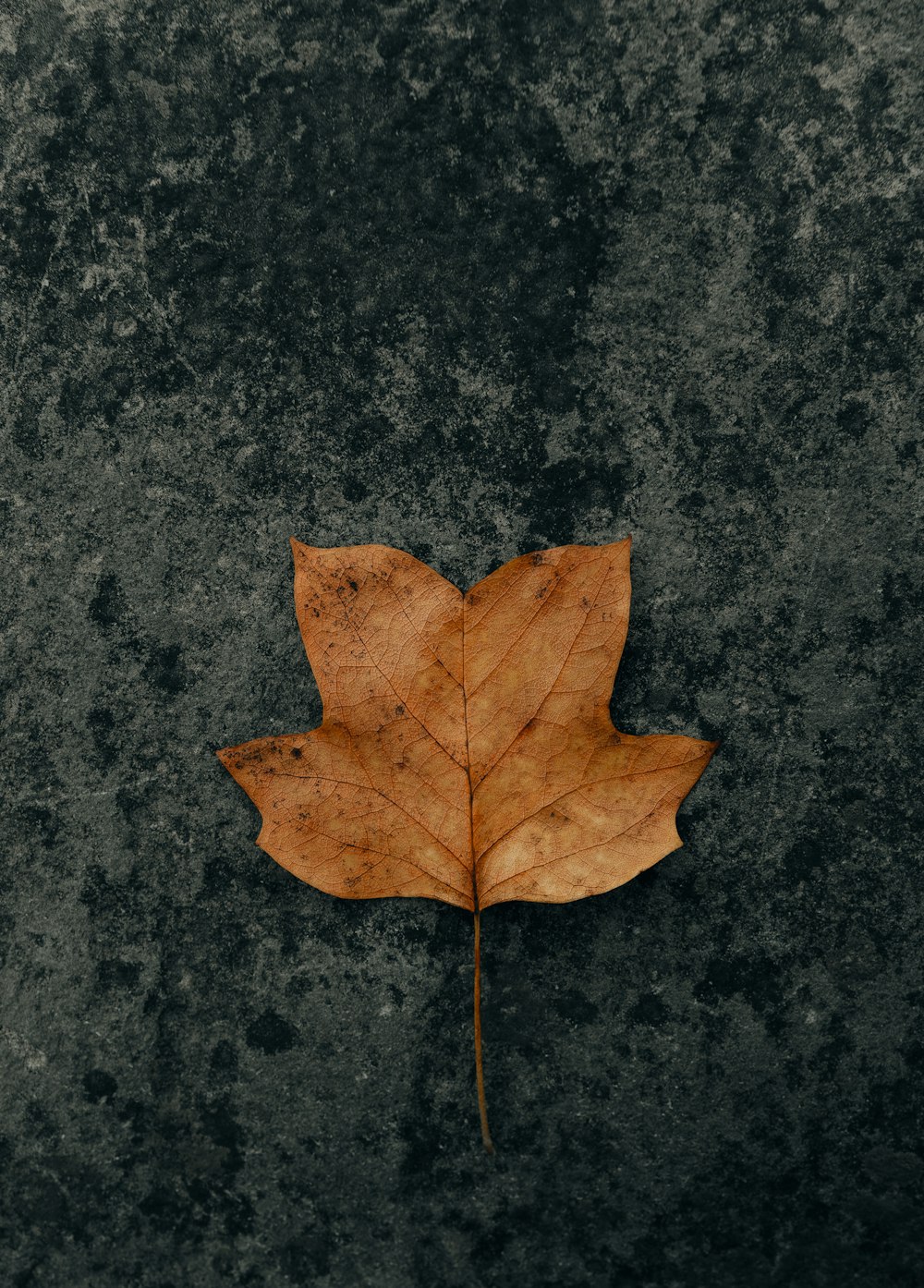 brown maple leaf on black marble table