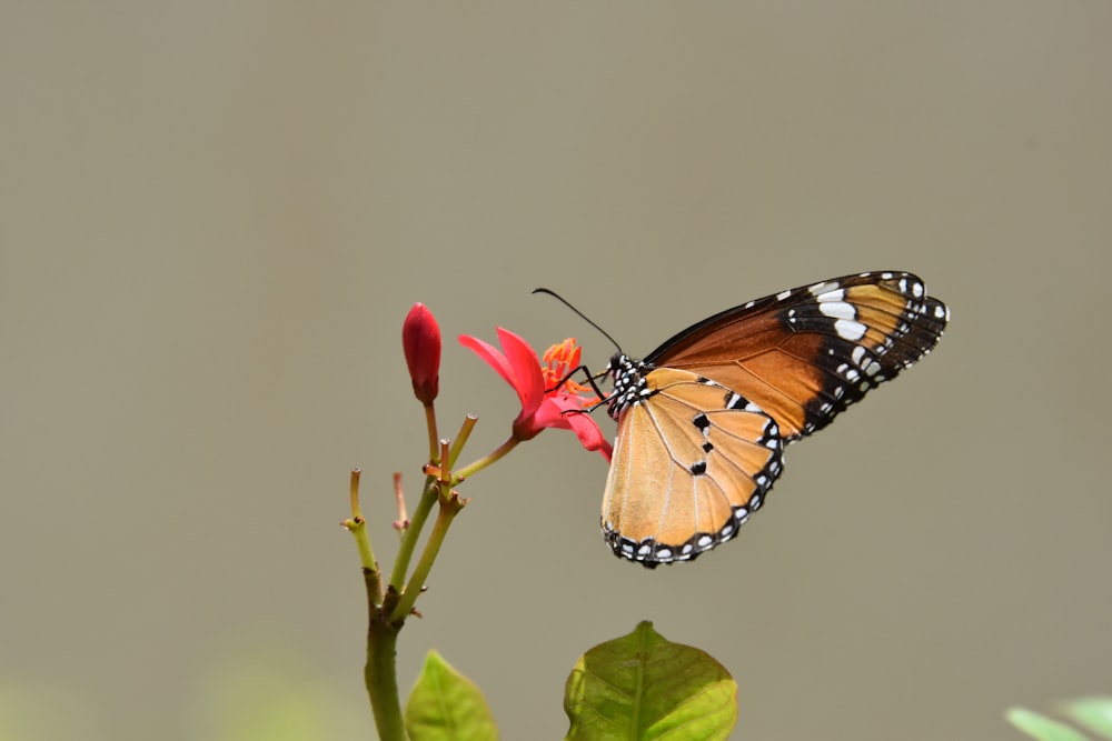 Monarchfalter sitzt tagsüber auf roter Blume in Nahaufnahmen