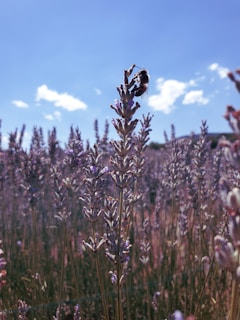 Swarm of bees flying around a flowering meadow under a clear blue sky.