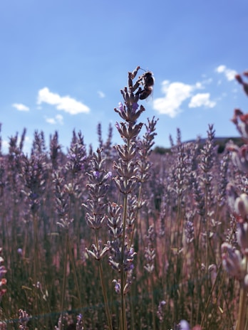 Swarm of bees flying around a flowering meadow under a clear blue sky.