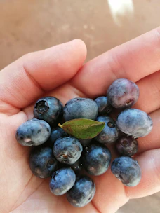 Delicate 3D blueberry cluster gently moving with subtle organic animation effects.