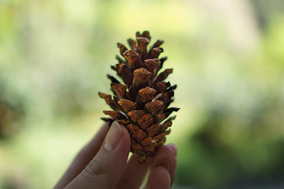 A hand holding a brown pinecone against a blurred green natural background. The pinecone has a rough texture and is highlighted by soft natural light, creating a serene and tranquil vibe.