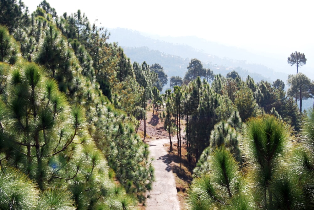 green trees on mountain during daytime