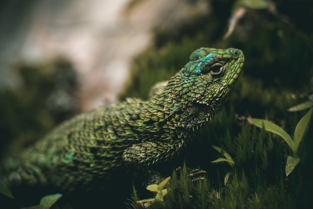 Wildlife photo spot San Antonio De Escazu Church Turrialba