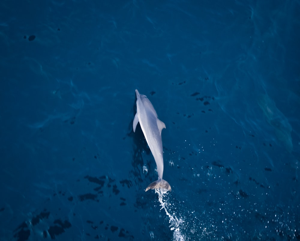 white and gray dolphin in blue water