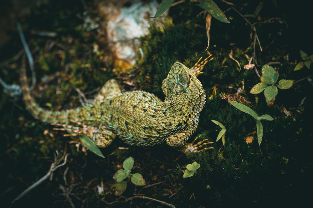 green frog on green leaves