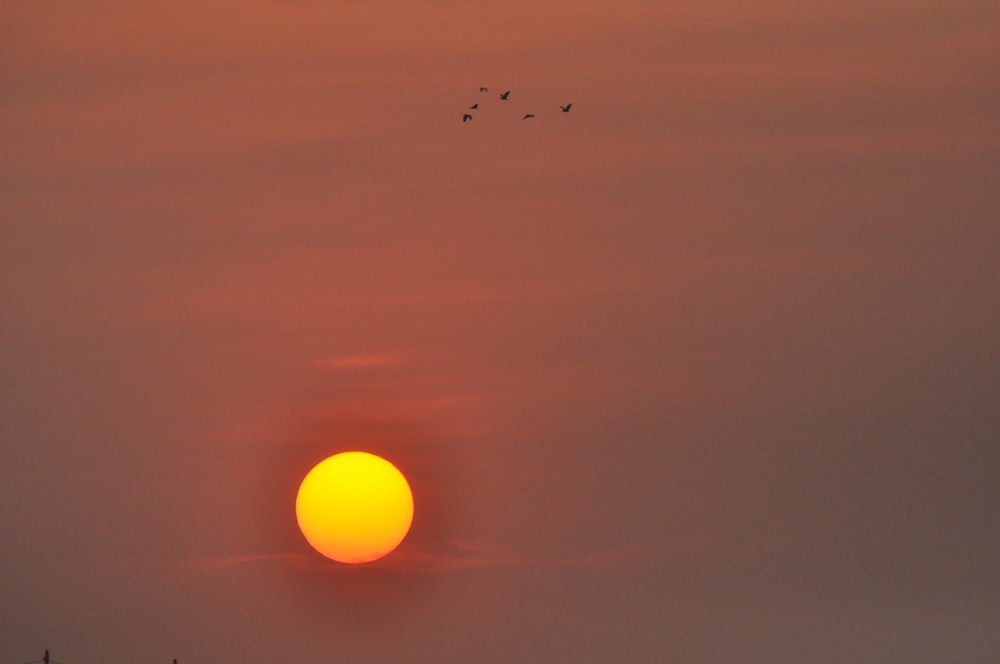 birds flying during sunset with orange sky