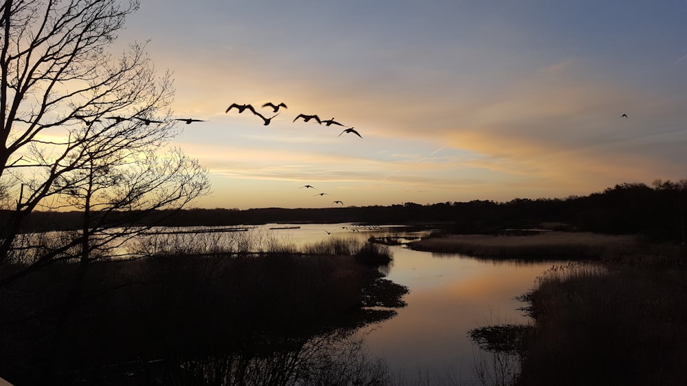 body of water near trees during sunset