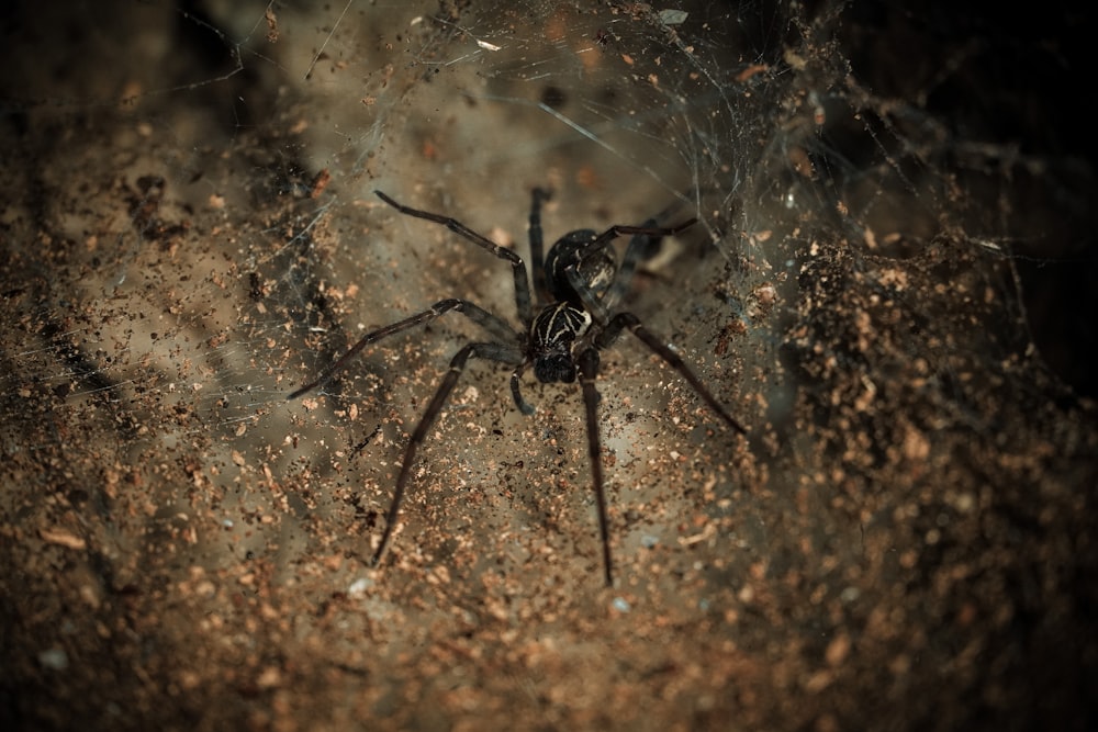 Schwarze Spinne auf brauner und schwarzer Oberfläche