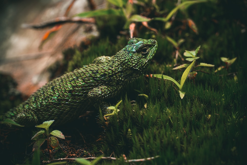 green lizard on green grass during daytime