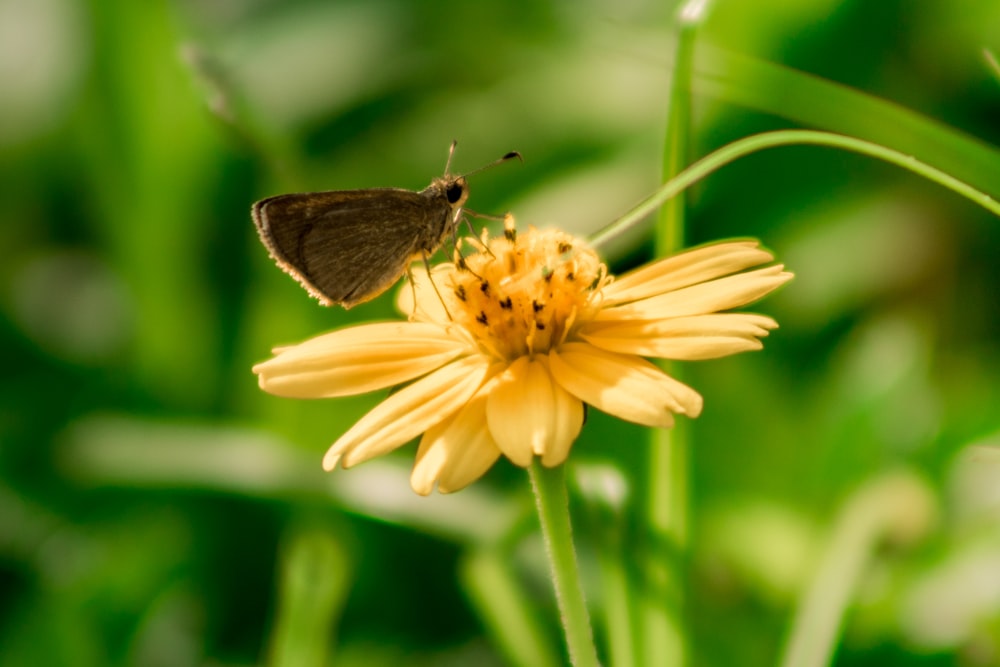 brown butterfly perched on yellow flower in close up photography during daytime