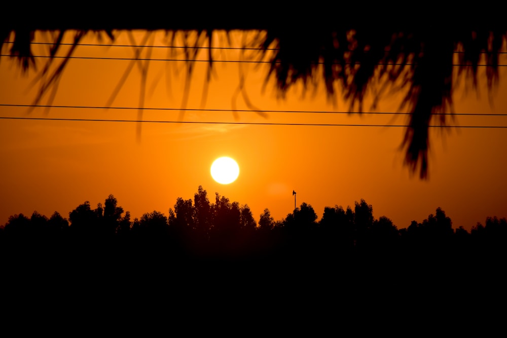 Silueta de árboles durante la puesta del sol