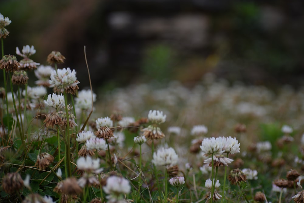 white flowers in tilt shift lens