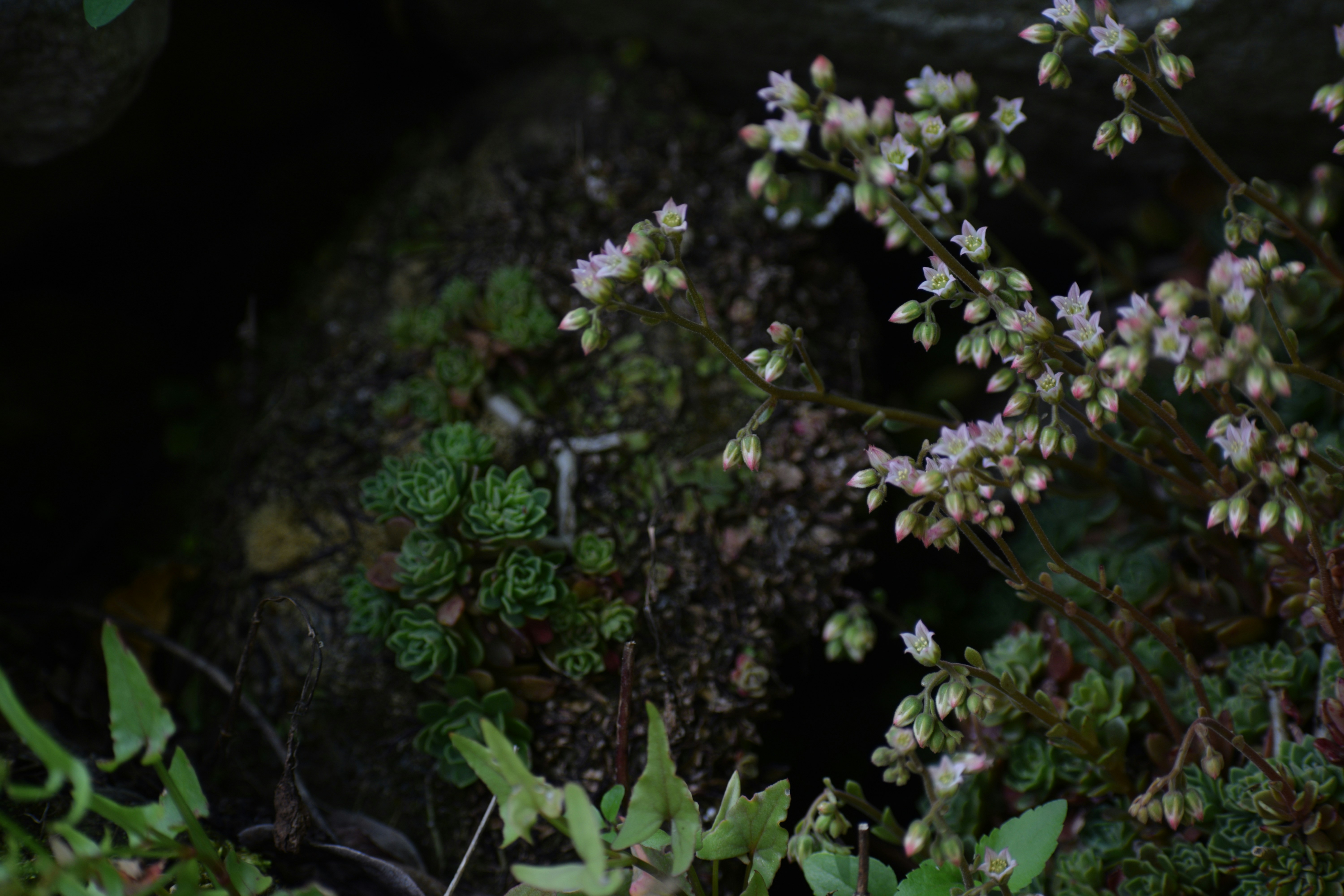 Photo by alka_rautela