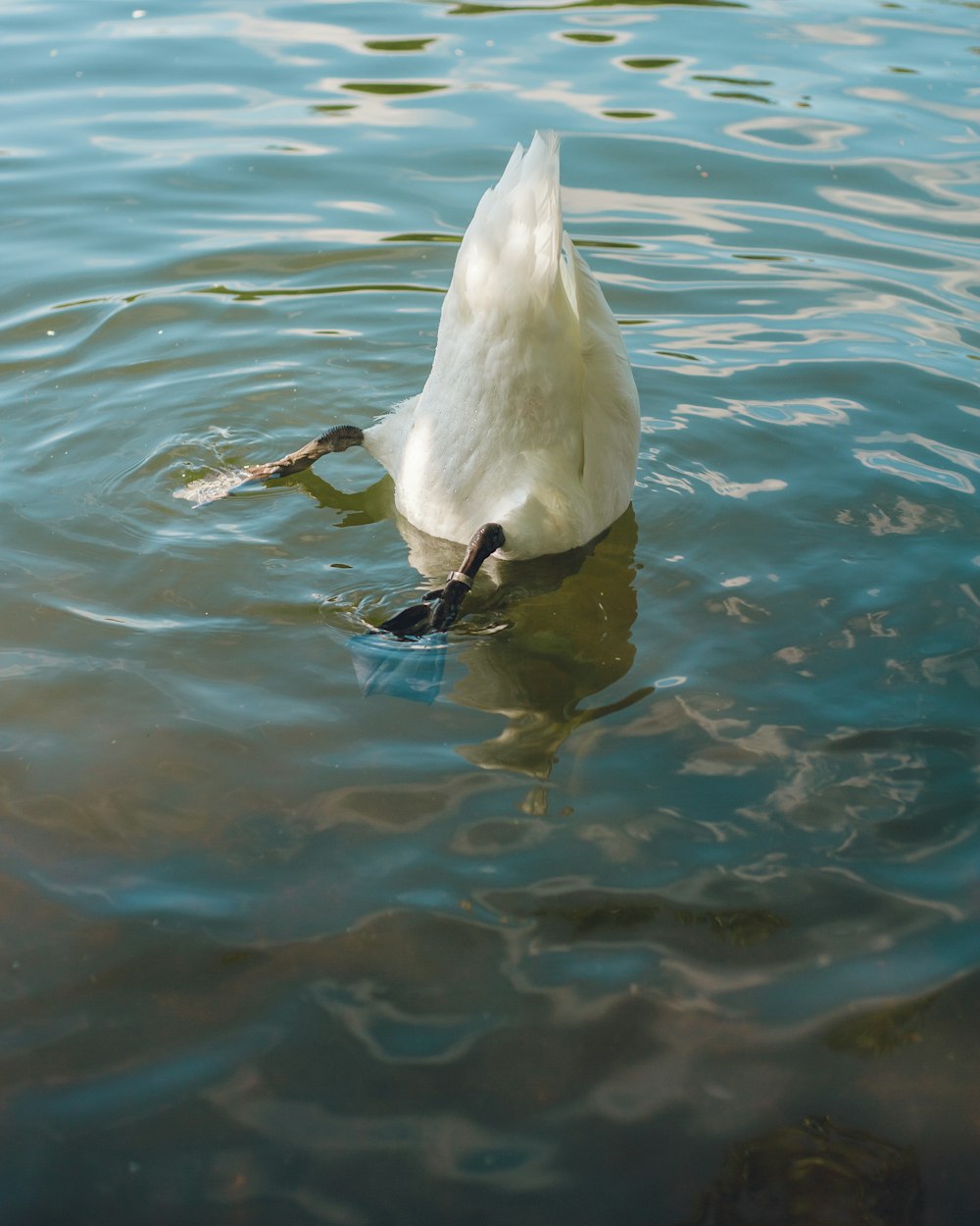 uccello bianco sull'acqua durante il giorno