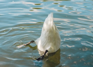 white bird on water during daytime