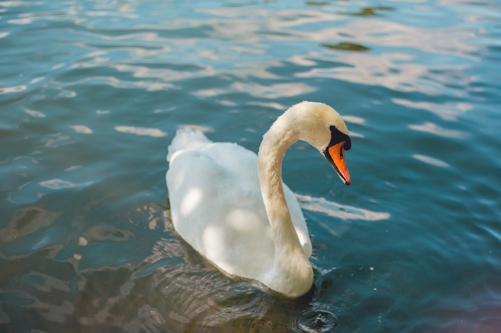 white swan on water during daytime