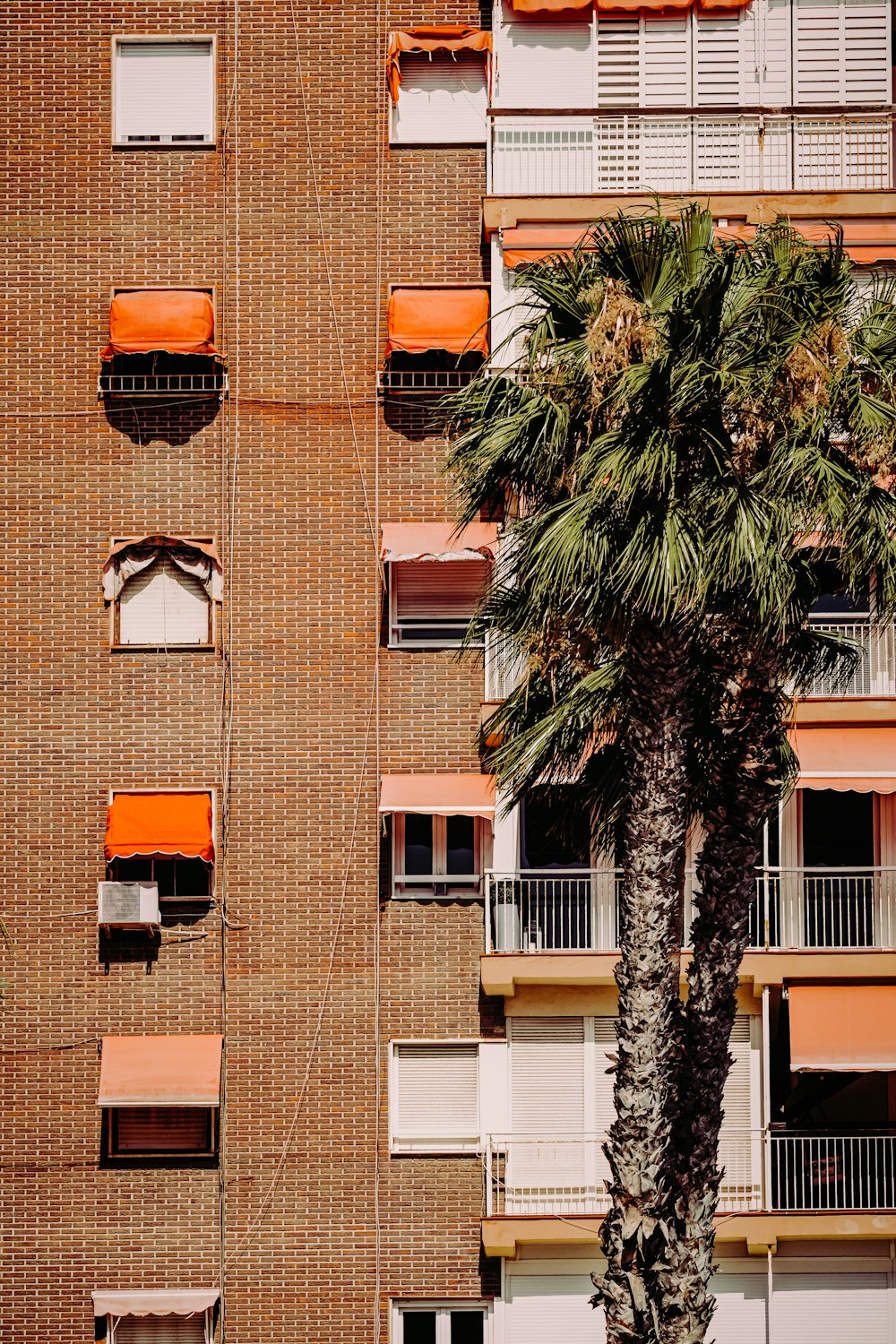 green tree in front of brown concrete building