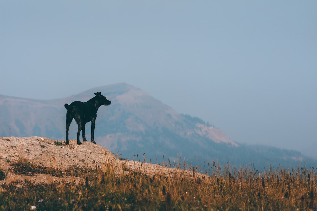 black short coat dog standing on brown grass field during daytime