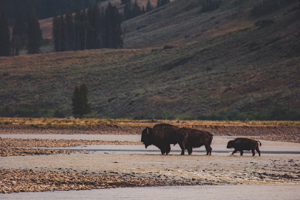 black cow on body of water during daytime