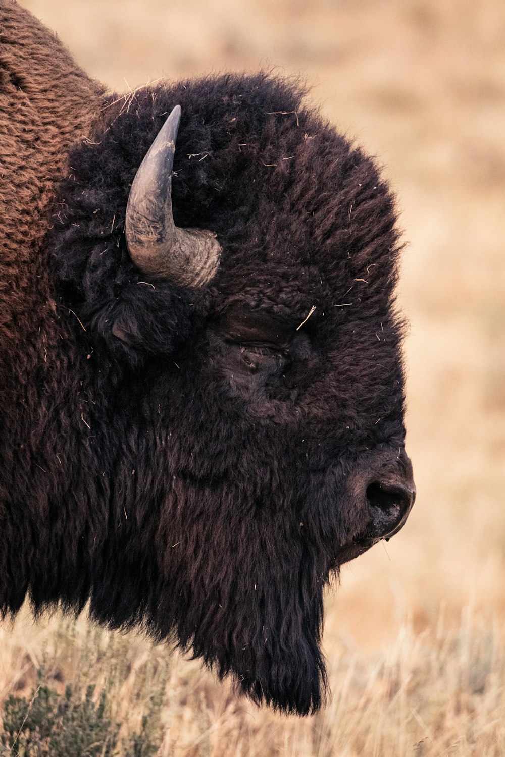 Bisonte negro en un campo de hierba marrón durante el día