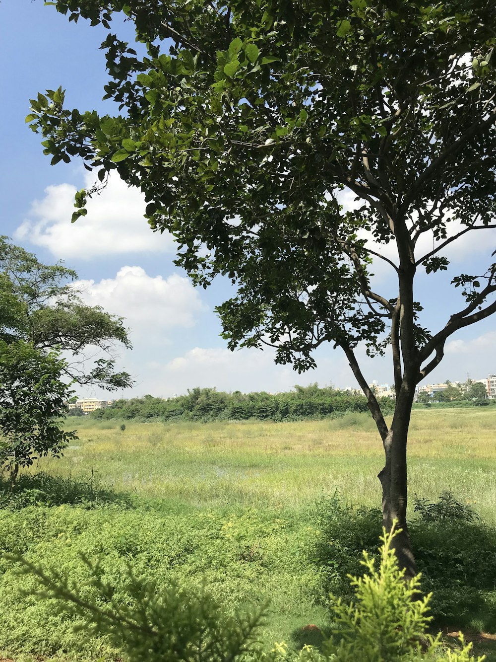 green tree on green grass field during daytime