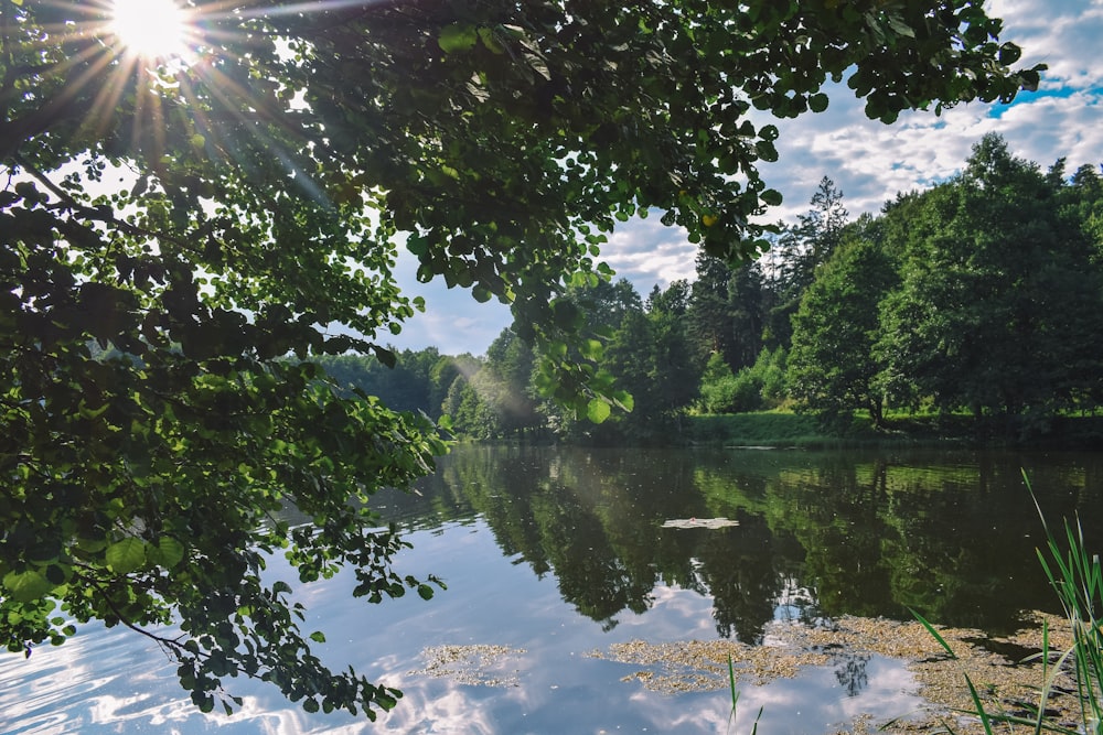 green trees beside body of water during daytime