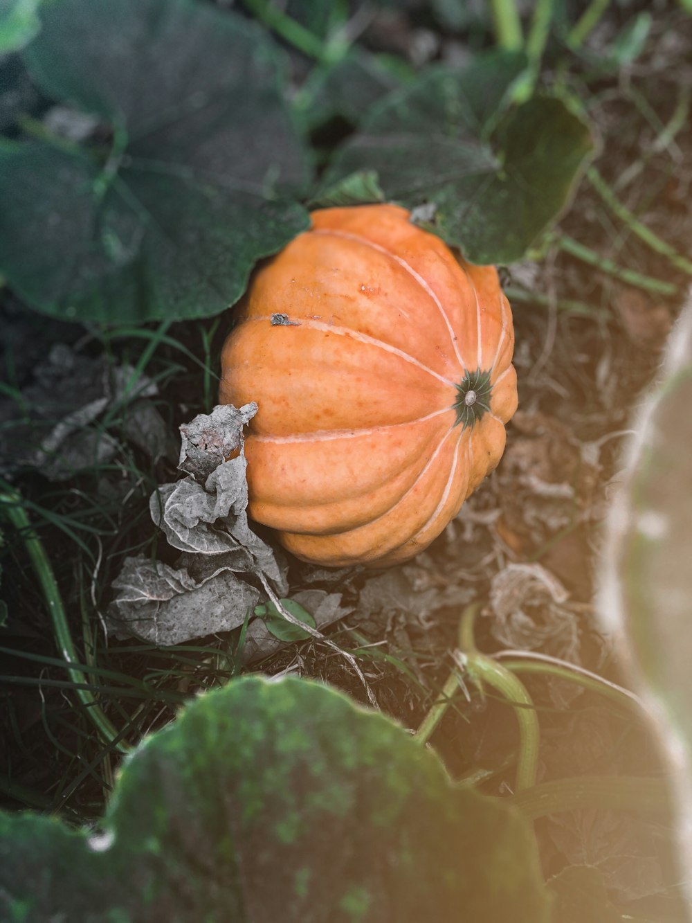 orange pumpkin on green grass