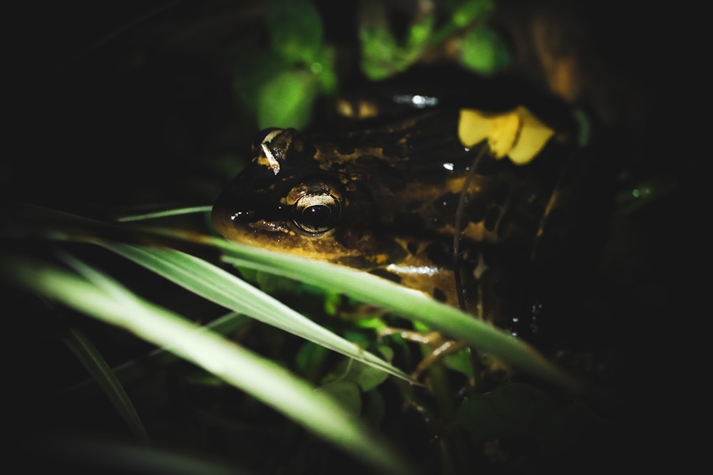 緑の芝生の上の黒いカエル