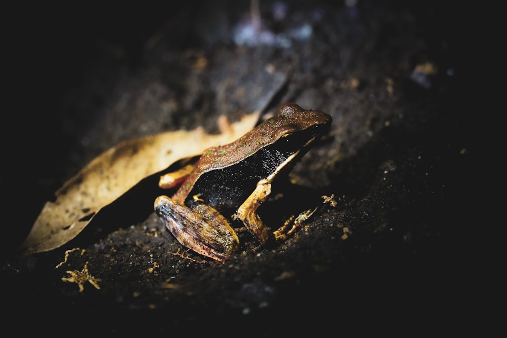 brown frog on black surface