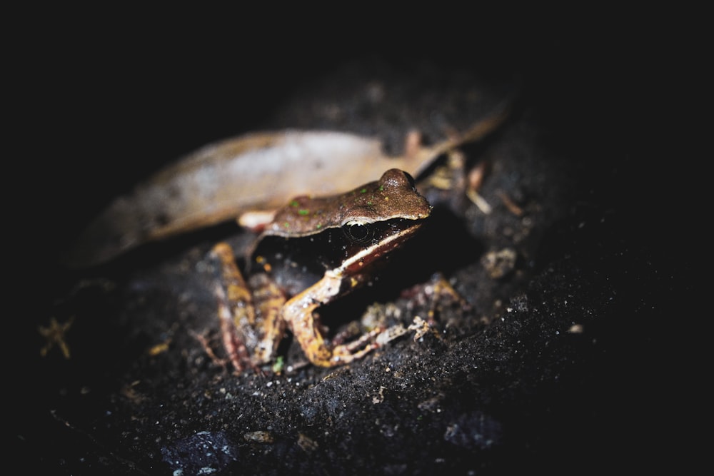 brown frog on black surface