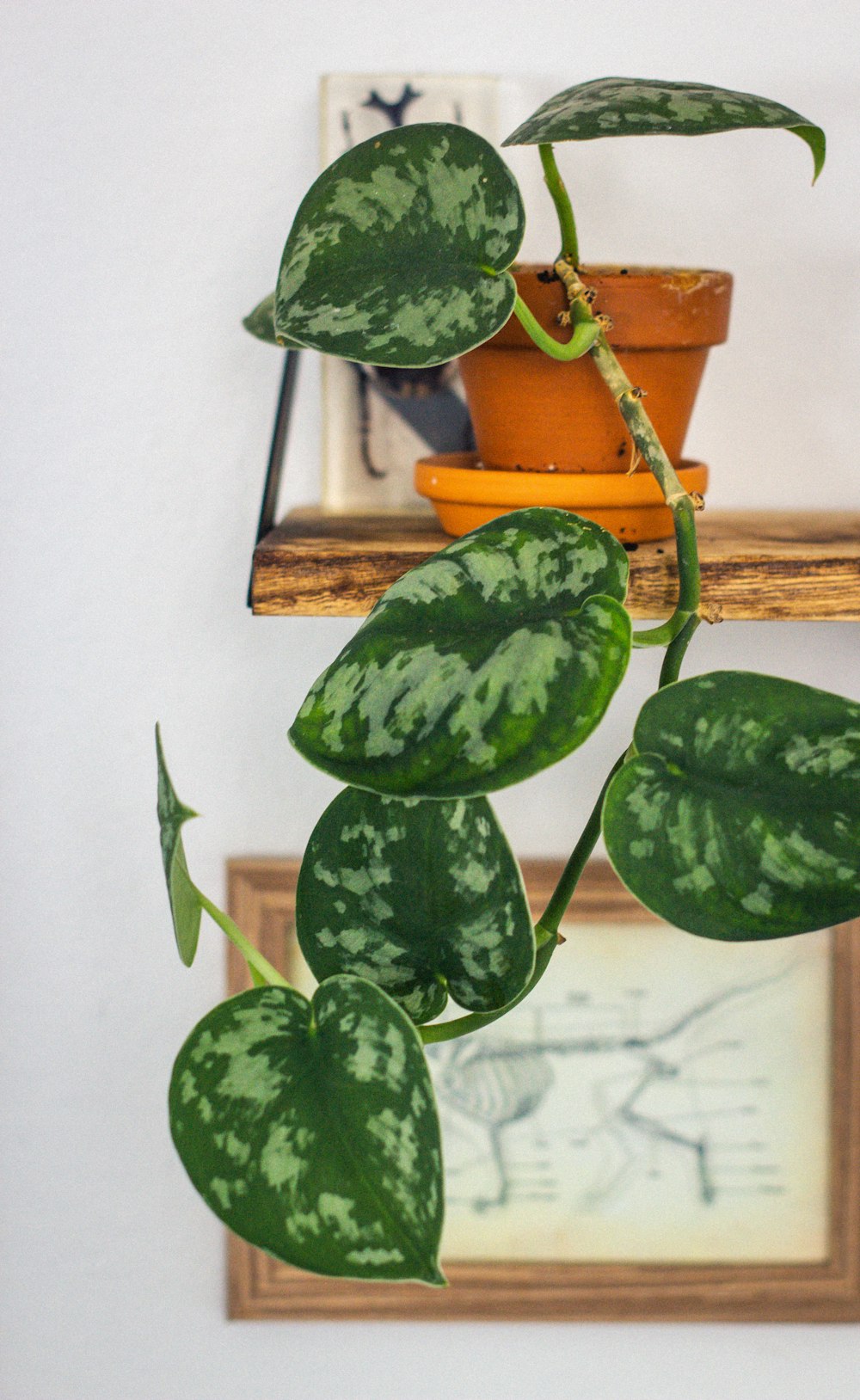 green and white plant on brown pot