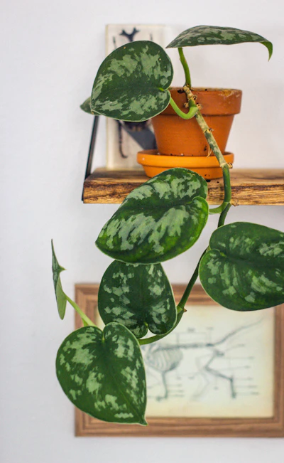 Peace Lily