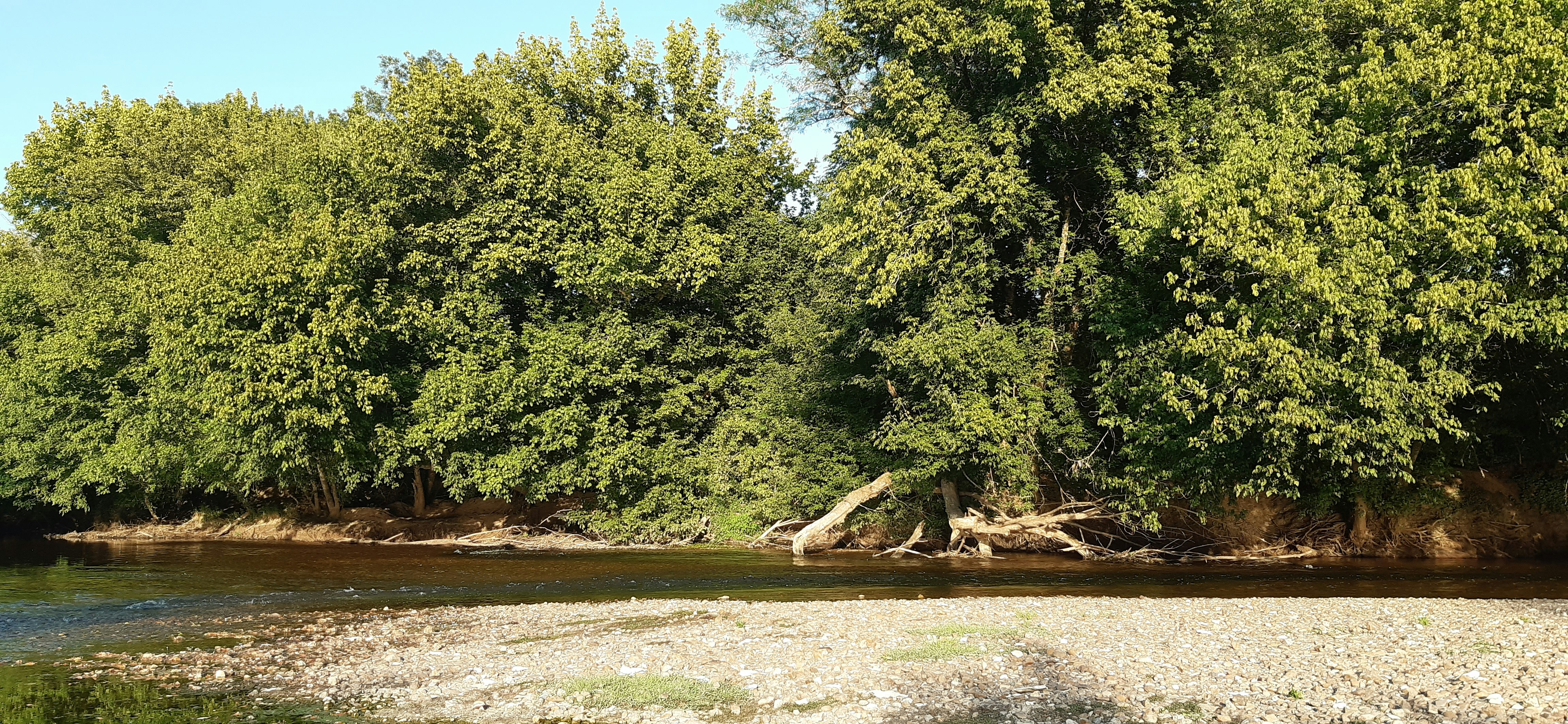 green trees on brown soil during daytime