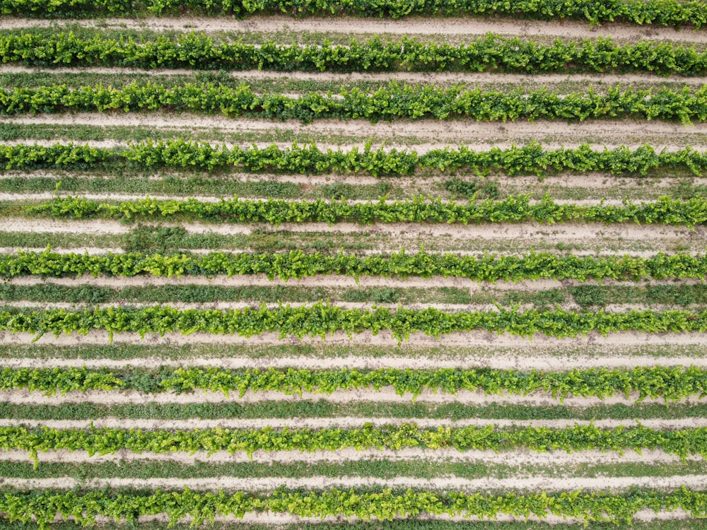 black and white striped textile