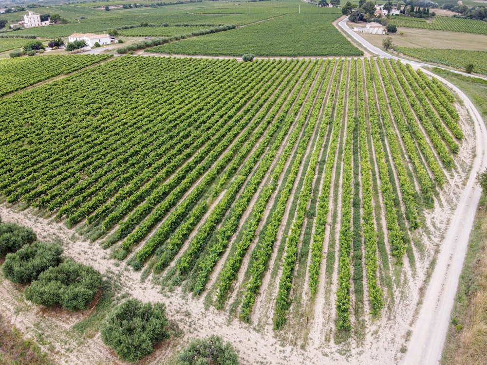 aerial view of green grass field during daytime