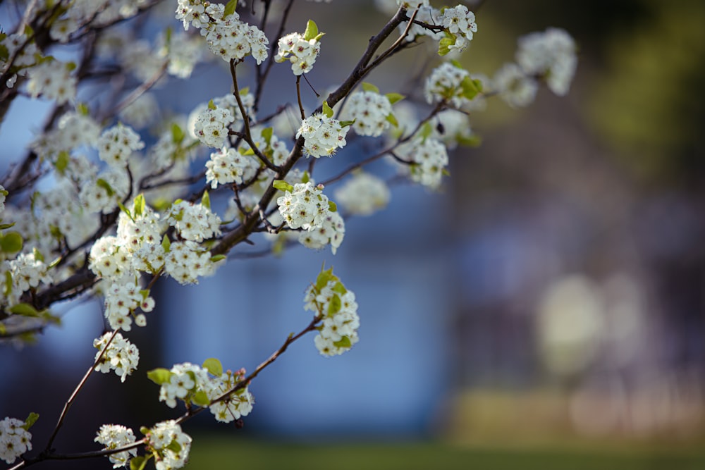 white flowers in tilt shift lens