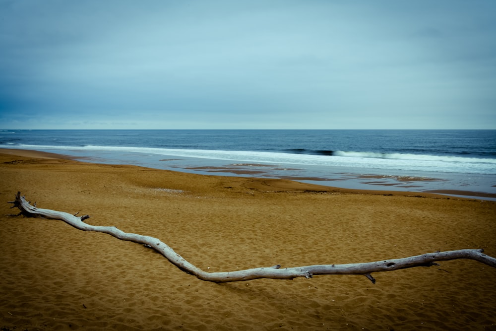 brown tree branch on seashore during daytime