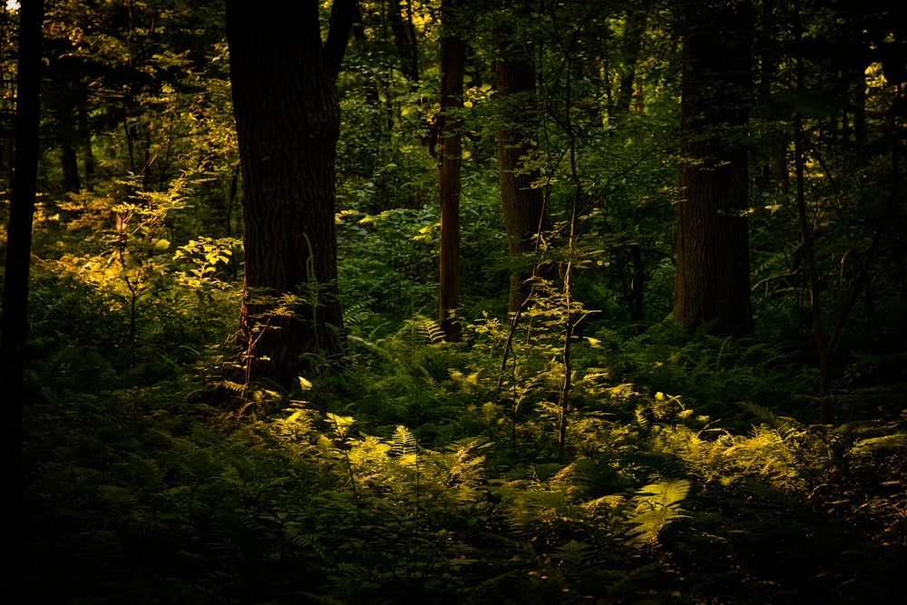 green moss on brown tree trunk