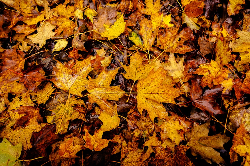 yellow and brown maple leaves