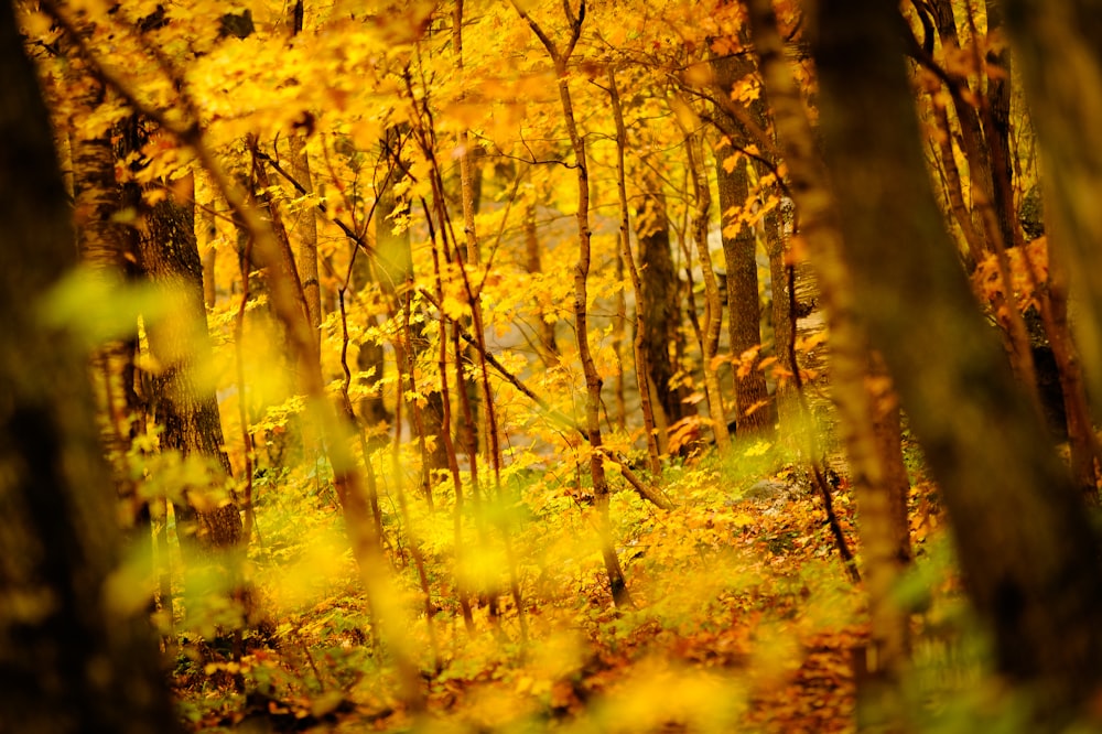 yellow leaf trees during daytime