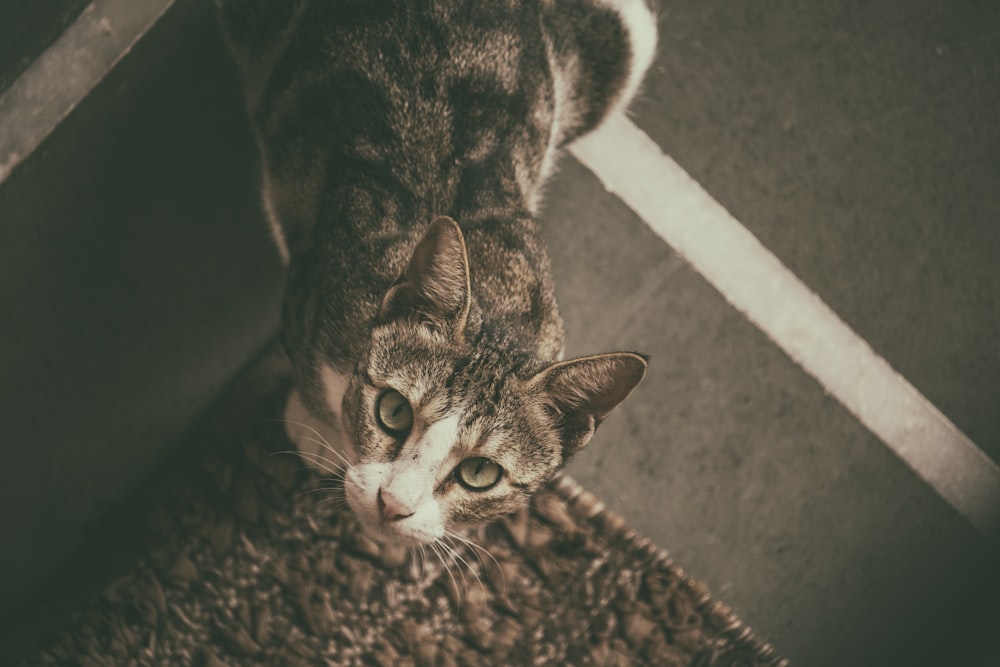 brown tabby cat on gray textile