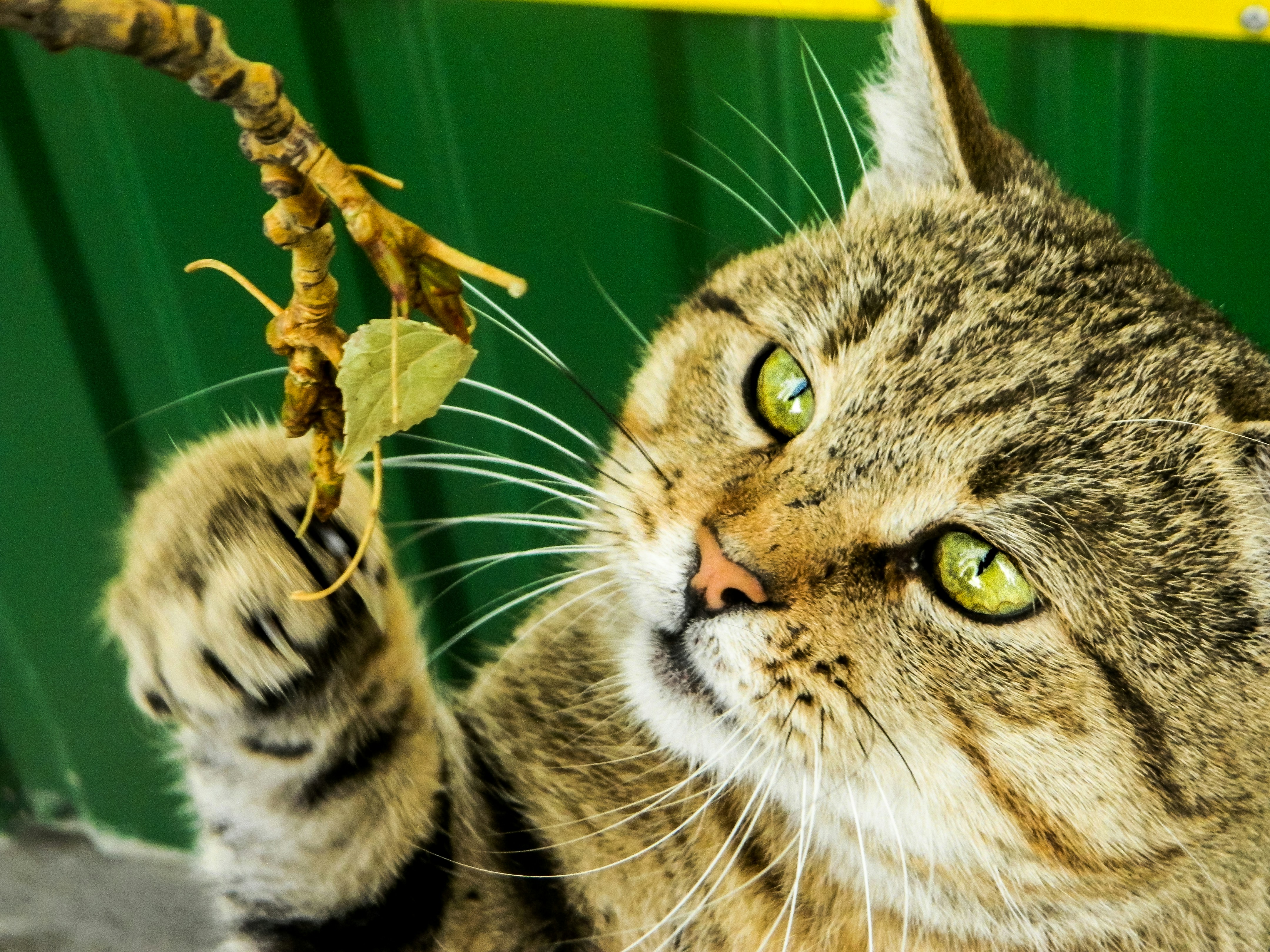 Best Wand Toys for Cats and Interactive Play Guide