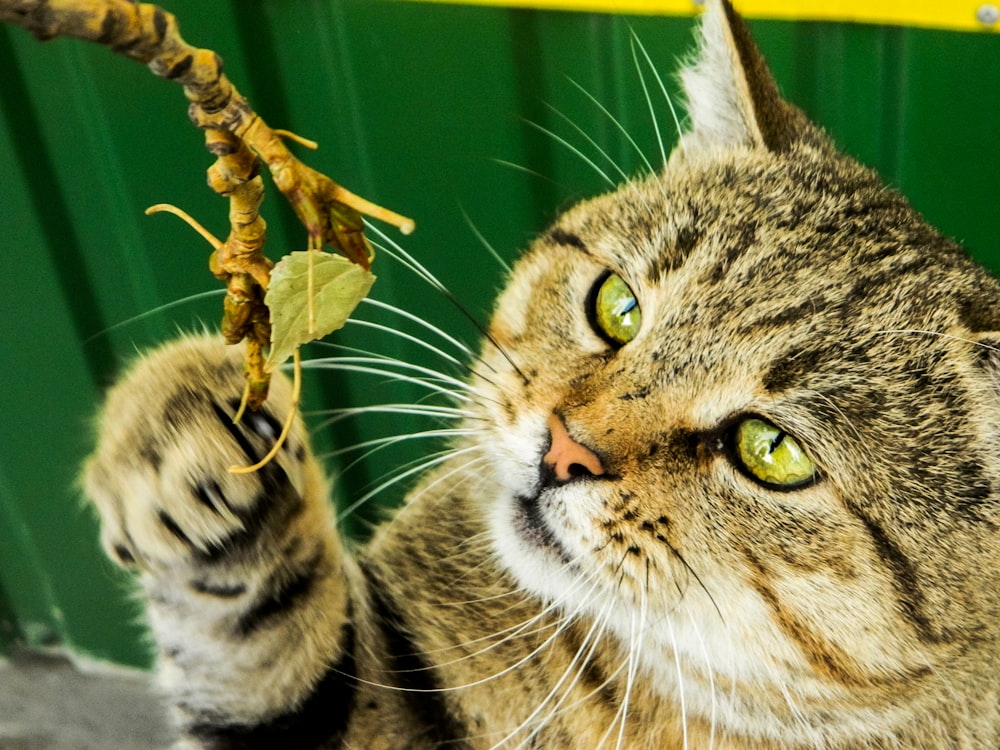 silver tabby cat with brown rope on mouth