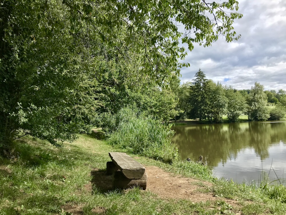 green trees beside river during daytime