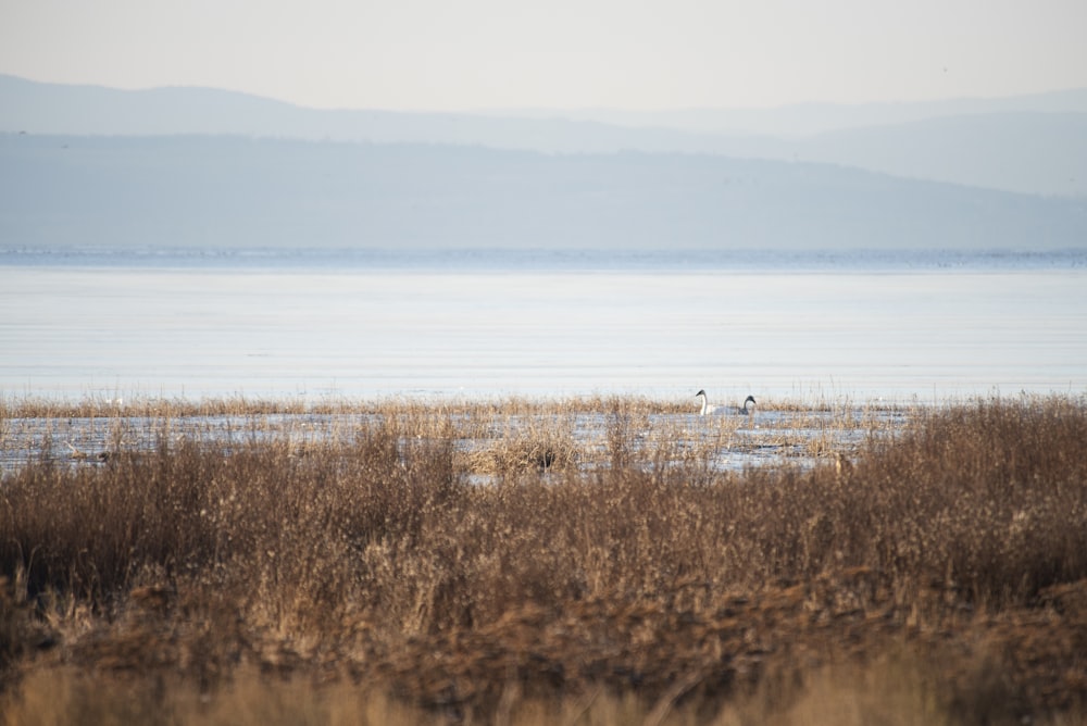 brown grass near body of water during daytime