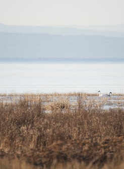 brown grass near body of water during daytime