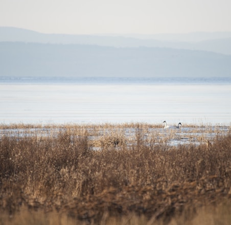 brown grass near body of water during daytime