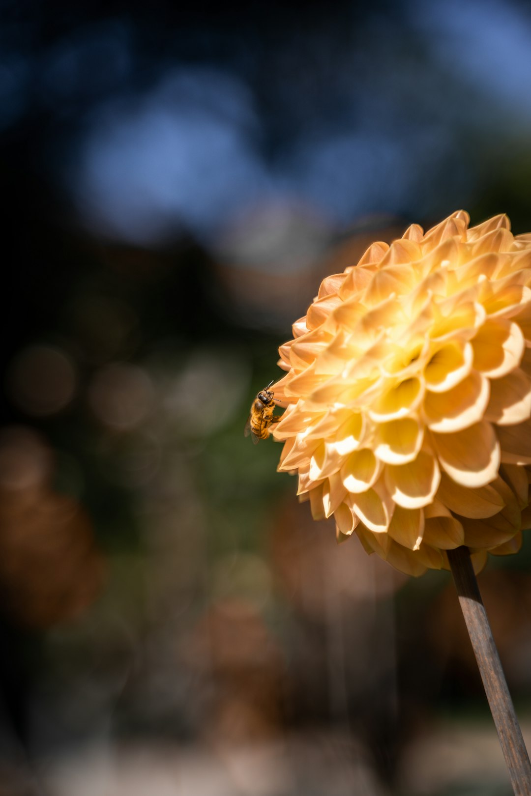 yellow flower in tilt shift lens